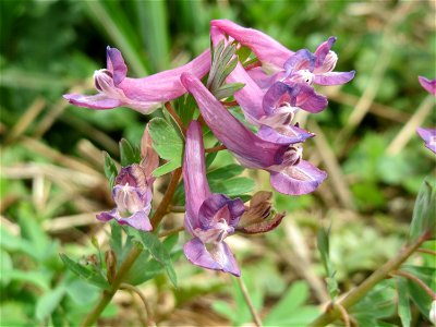 Gefingerter Lerchensporn (Corydalis solida) an der Saar bei Grosbliederstroff