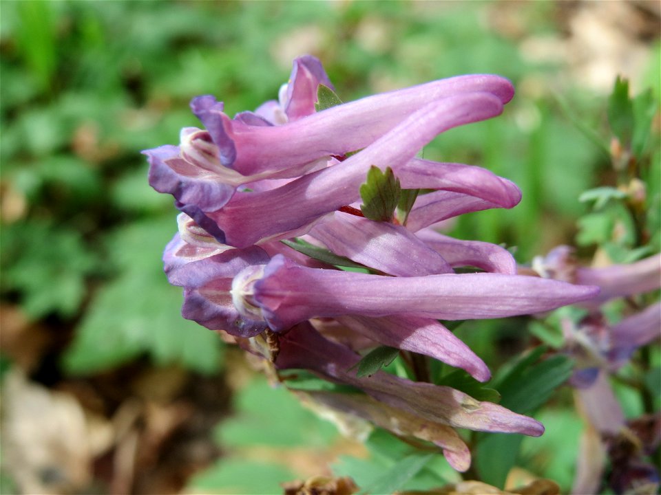 Gefingerter Lerchensporn (Corydalis solida) an der Saar bei Grosbliederstroff