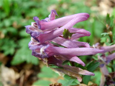 Gefingerter Lerchensporn (Corydalis solida) an der Saar bei Grosbliederstroff