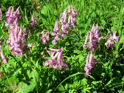 Gefingerter Lerchensporn (Corydalis solida) im Deutschmühlental in Alt-Saarbrücken