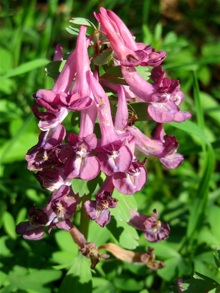 Gefingerter Lerchensporn (Corydalis solida) im Deutschmühlental in Alt-Saarbrücken