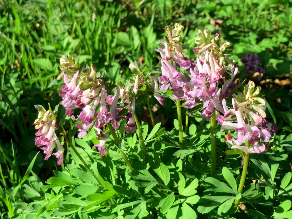 Gefingerter Lerchensporn (Corydalis solida) im Deutschmühlental in Alt-Saarbrücken