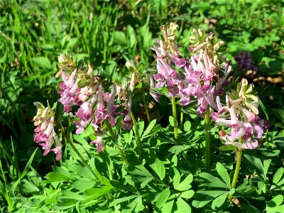 Gefingerter Lerchensporn (Corydalis solida) im Deutschmühlental in Alt-Saarbrücken
