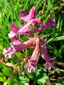 Gefingerter Lerchensporn (Corydalis solida) an der Saar in Alt-Saarbrücken
