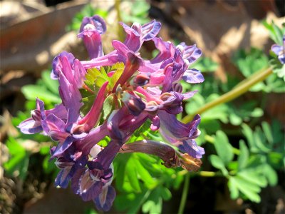 Gefingerter Lerchensporn (Corydalis solida) an der Saar in Alt-Saarbrücken - im Unterschied zum ähnlichen Hohlen Lerchensporn sind die Blätter unterhalb der Blüten gefingert