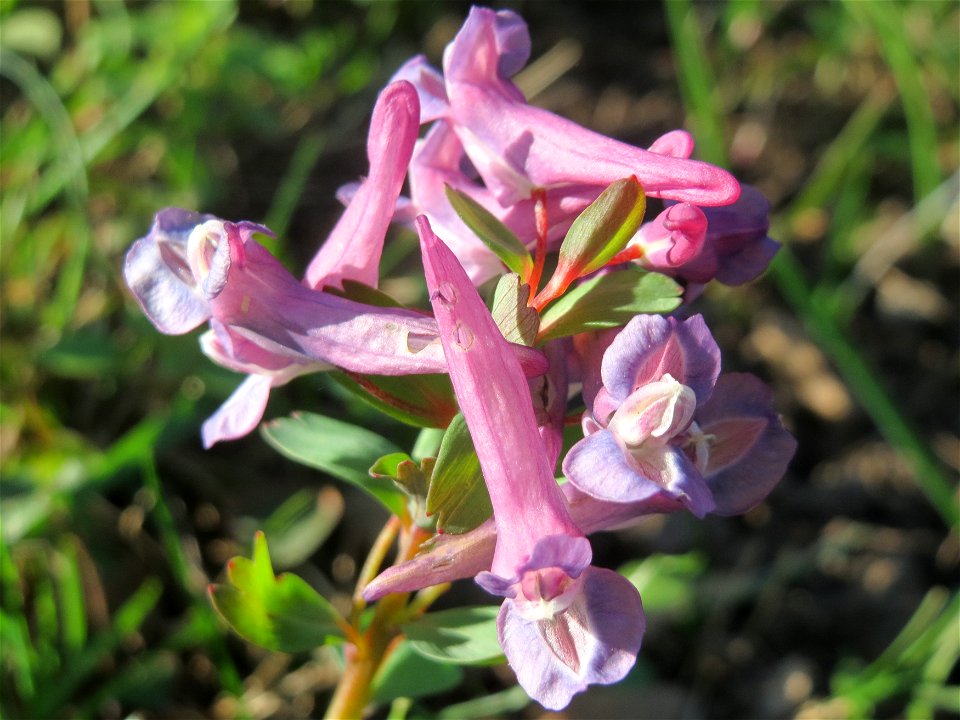 Gefingerter Lerchensporn (Corydalis solida) an der Saar in Alt-Saarbrücken - im Unterschied zum ähnlichen Hohlen Lerchensporn sind die Blätter unterhalb der Blüten gefingert
