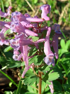 Gefingerter Lerchensporn (Corydalis solida) an der Saar in Alt-Saarbrücken - im Unterschied zum ähnlichen Hohlen Lerchensporn sind die Blätter unterhalb der Blüten gefingert