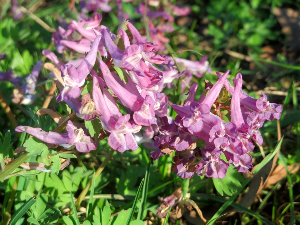 Gefingerter Lerchensporn (Corydalis solida) an der Saar in Alt-Saarbrücken - im Unterschied zum ähnlichen Hohlen Lerchensporn sind die Blätter unterhalb der Blüten gefingert