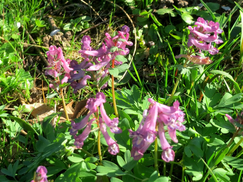 Gefingerter Lerchensporn (Corydalis solida) an der Saar in Alt-Saarbrücken - im Unterschied zum ähnlichen Hohlen Lerchensporn sind die Blätter unterhalb der Blüten gefingert