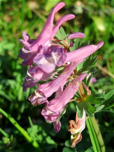 Gefingerter Lerchensporn (Corydalis solida) an der Saar in Alt-Saarbrücken - im Unterschied zum ähnlichen Hohlen Lerchensporn sind die Blätter unterhalb der Blüten gefingert