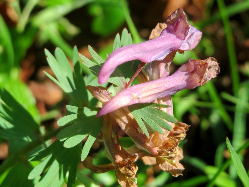 Gefingerter Lerchensporn (Corydalis solida) in der ehem. Bismarckanlage in Sankt Arnual