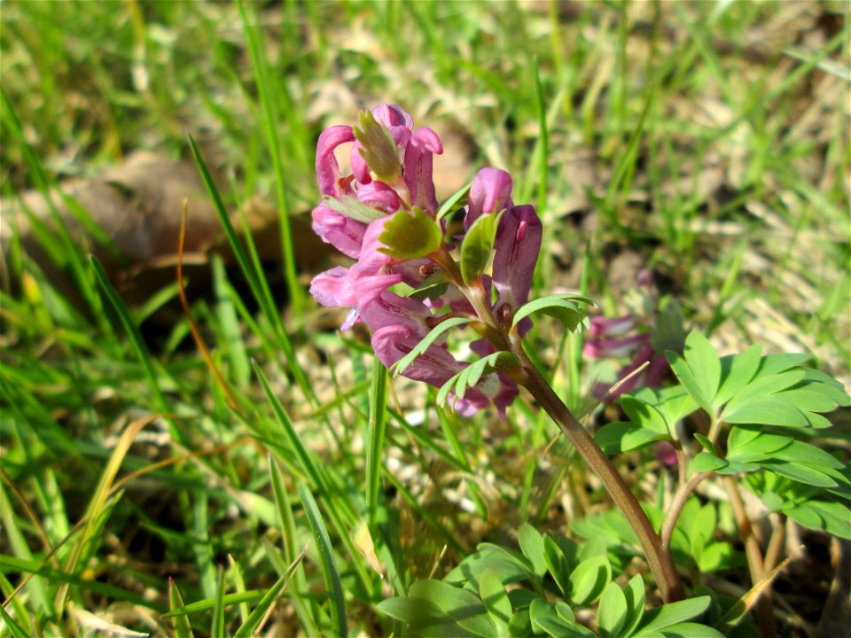 Gefingerter Lerchensporn (Corydalis solida) in der ehem. Bismarckanlage in Saarbrücken