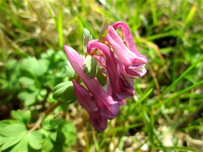 Gefingerter Lerchensporn (Corydalis solida) in der ehem. Bismarckanlage in Saarbrücken