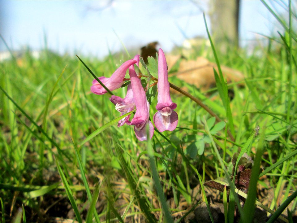 Gefingerter Lerchensporn (Corydalis solida) in der ehem. Bismarckanlage in Saarbrücken