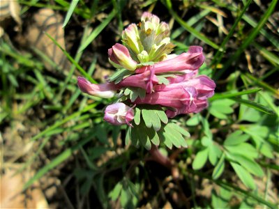 Gefingerter Lerchensporn (Corydalis solida) in der ehem. Bismarckanlage in Saarbrücken