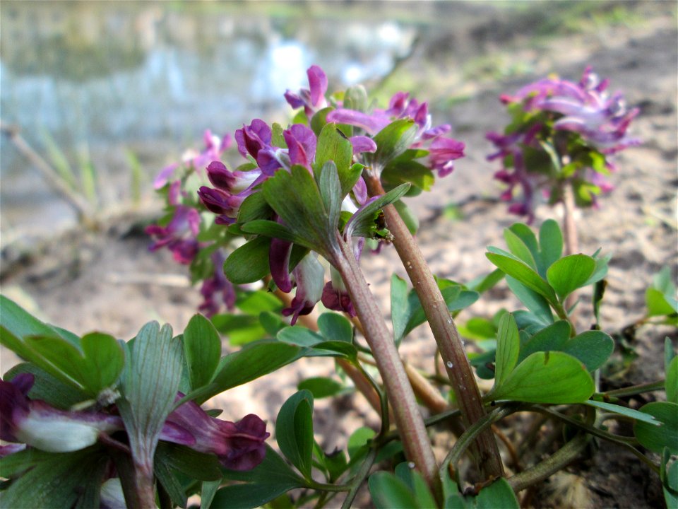 Gefingerter Lerchensporn (Corydalis solida) an der Saar in Sankt Arnual