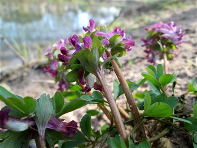 Gefingerter Lerchensporn (Corydalis solida) an der Saar in Sankt Arnual