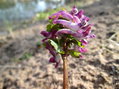 Gefingerter Lerchensporn (Corydalis solida) an der Saar in Sankt Arnual