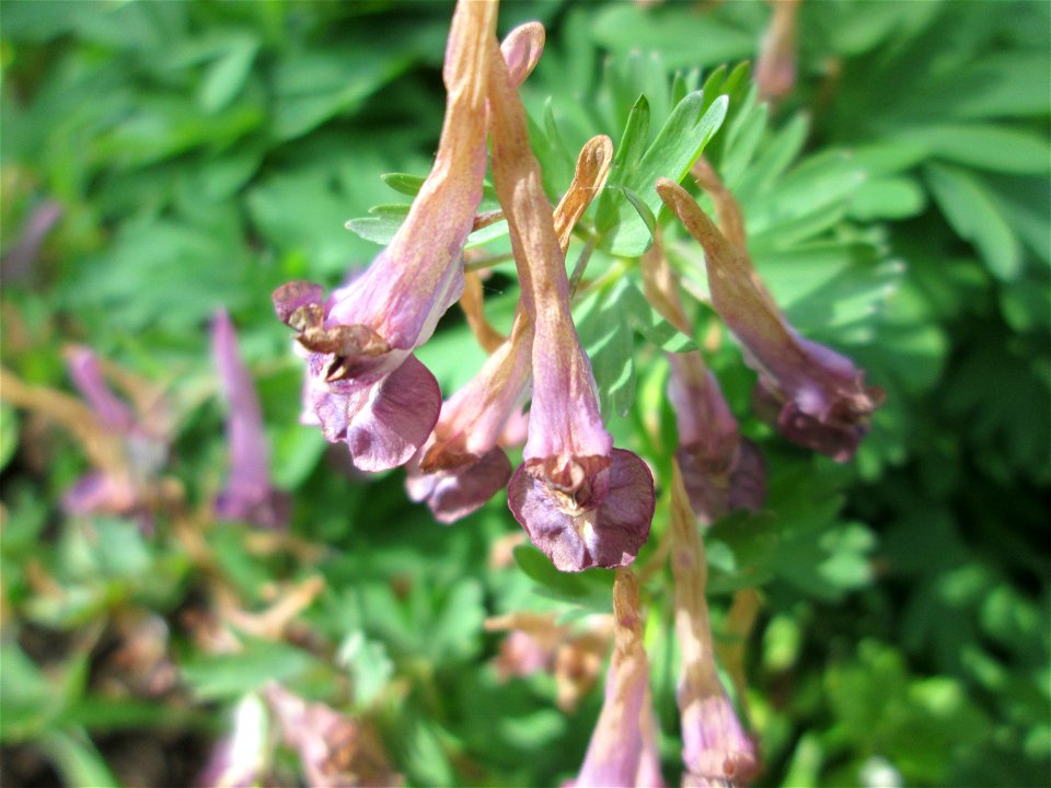 Gefingerter Lerchensporn (Corydalis solida) im Deutschmühlental in Alt-Saarbrücken