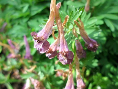 Gefingerter Lerchensporn (Corydalis solida) im Deutschmühlental in Alt-Saarbrücken