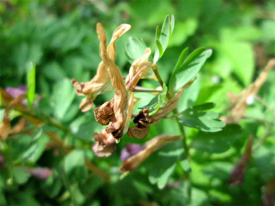 Gefingerter Lerchensporn (Corydalis solida) im Deutschmühlental in Alt-Saarbrücken