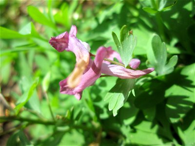 Gefingerter Lerchensporn (Corydalis solida) im Deutschmühlental in Alt-Saarbrücken