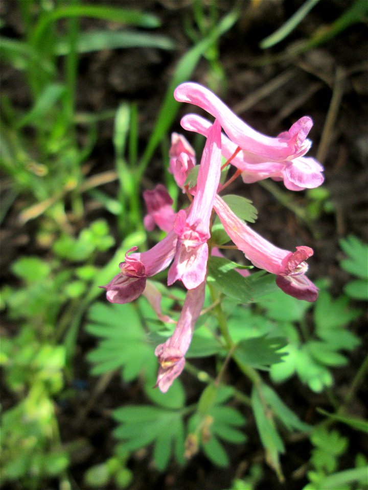 Gefingerter Lerchensporn (Corydalis solida) Güdingen-Unner