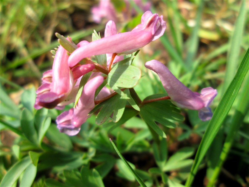 Gefingerter Lerchensporn (Corydalis solida) in waldartiger Umgebung am Friedhof St. Johann in Saarbrücken