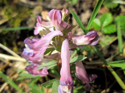Gefingerter Lerchensporn (Corydalis solida) in waldartiger Umgebung am Friedhof St. Johann in Saarbrücken