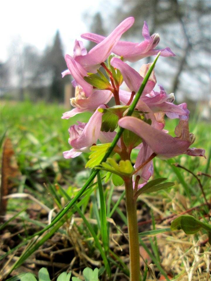 Gefingerter Lerchensporn (Corydalis solida) in waldartiger Umgebung am Friedhof St. Johann in Saarbrücken