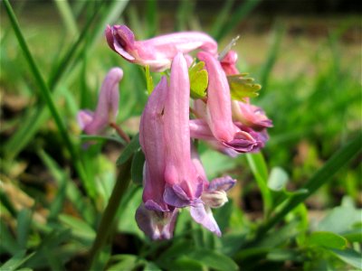 Gefingerter Lerchensporn (Corydalis solida) in waldartiger Umgebung am Friedhof St. Johann in Saarbrücken