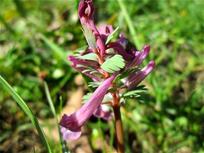 Gefingerter Lerchensporn (Corydalis solida) in der ehem. Bismarckanlage in Saarbrücken