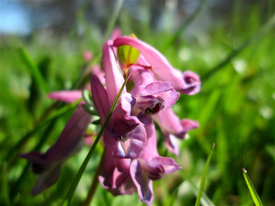 Gefingerter Lerchensporn (Corydalis solida) in der ehem. Bismarckanlage in Saarbrücken