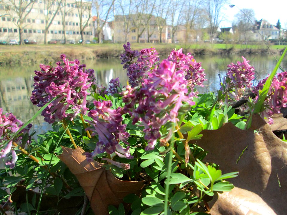 Gefingerter Lerchensporn (Corydalis solida) an der Saar in Sankt Arnual