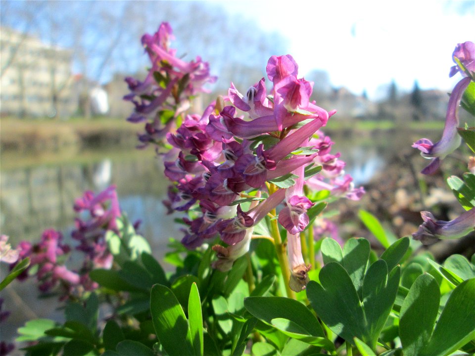 Gefingerter Lerchensporn (Corydalis solida) an der Saar in Sankt Arnual