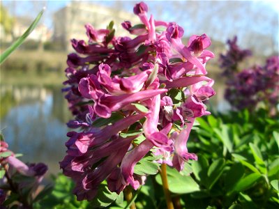 Gefingerter Lerchensporn (Corydalis solida) an der Saar in Sankt Arnual