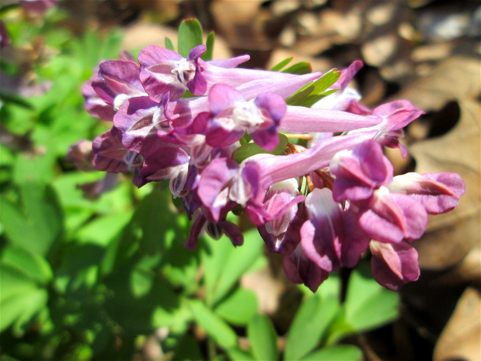 Gefingerter Lerchensporn (Corydalis solida) an der Saar in Sankt Arnual