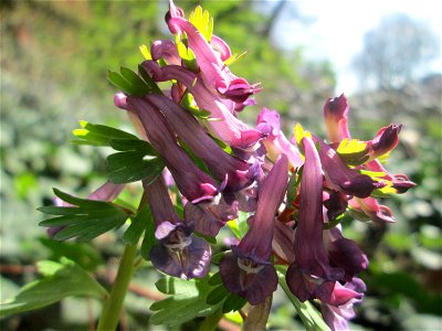 Gefingerter Lerchensporn (Corydalis solida) in der ehem. Bismarckanlage in Saarbrücken