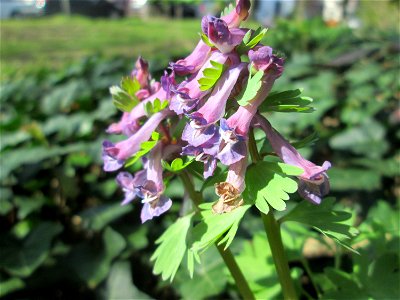 Gefingerter Lerchensporn (Corydalis solida) in der ehem. Bismarckanlage in Saarbrücken