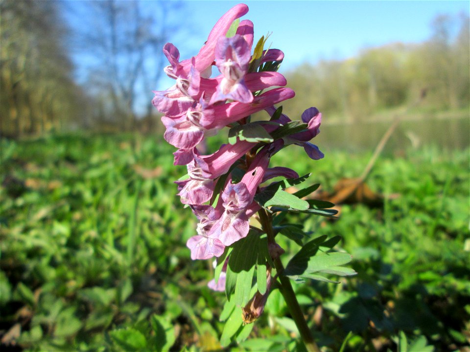 Gefingerter Lerchensporn (Corydalis solida) an der Saar in Sankt Arnual