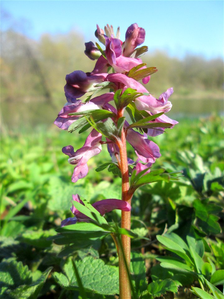 Gefingerter Lerchensporn (Corydalis solida) an der Saar in Sankt Arnual