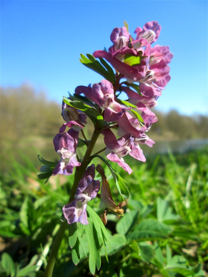 Gefingerter Lerchensporn (Corydalis solida) an der Saar in Sankt Arnual