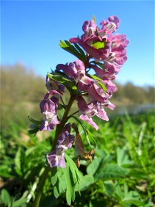Gefingerter Lerchensporn (Corydalis solida) an der Saar in Sankt Arnual
