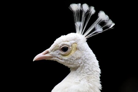 Bird albino beak photo