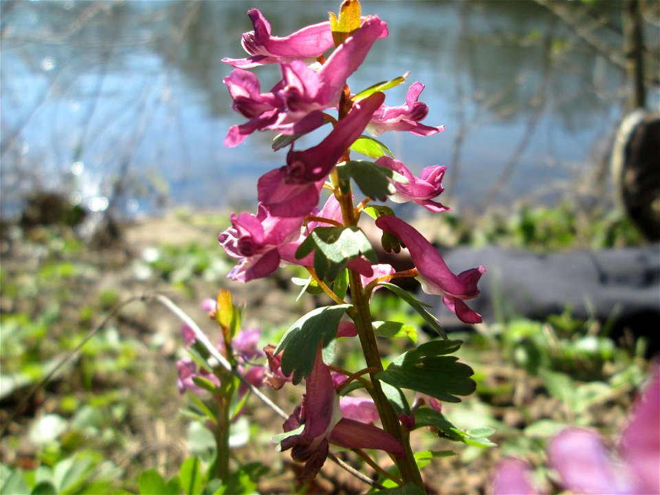 Gefingerter Lerchensporn (Corydalis solida) an der Saar im Naturschutzgebiet "St. Arnualer Wiesen"