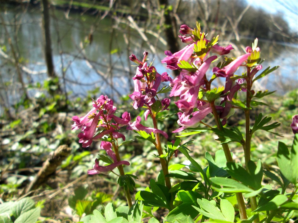 Gefingerter Lerchensporn (Corydalis solida) an der Saar im Naturschutzgebiet "St. Arnualer Wiesen"