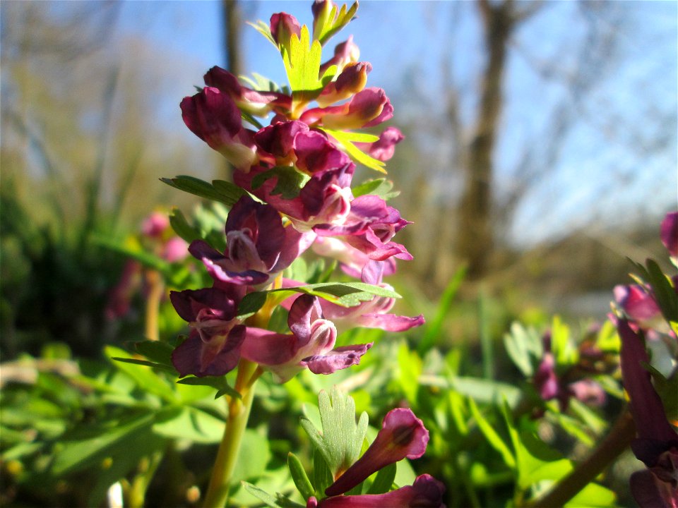 Gefingerter Lerchensporn (Corydalis solida) an der Saar im Naturschutzgebiet "St. Arnualer Wiesen"