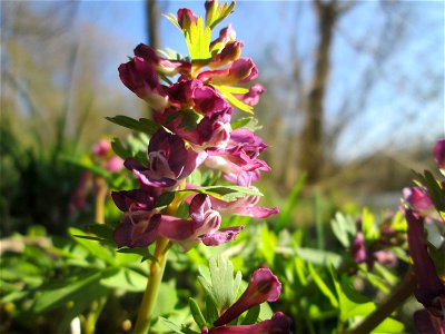 Gefingerter Lerchensporn (Corydalis solida) an der Saar im Naturschutzgebiet "St. Arnualer Wiesen"