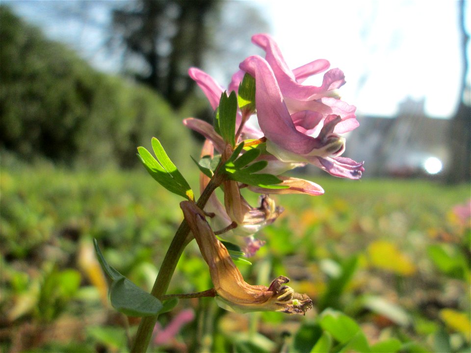 Gefingerter Lerchensporn (Corydalis solida) am Nußberg in Alt-Saarbrücken