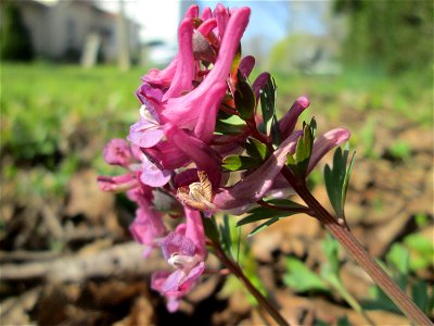 Gefingerter Lerchensporn (Corydalis solida) am Nußberg in Alt-Saarbrücken